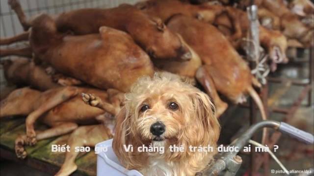 Xin Đừng Thịt Chó (Say You Do Luny, Travis Tân Chế )