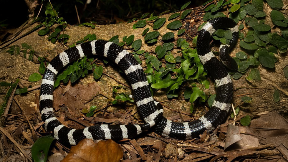 Loài rắn độc nhất Trung Quốc: Hổ mang chúa cũng phải khiếp sợ 