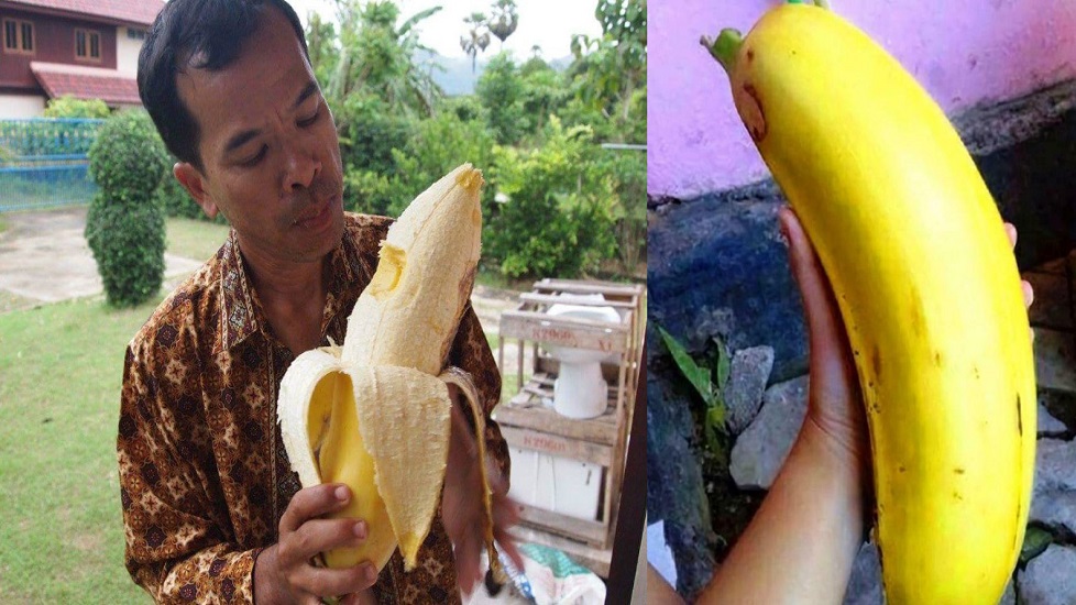 Choáng với giống chuối khổng lồ, thân cao chọc trời, quả to hơn đầu người