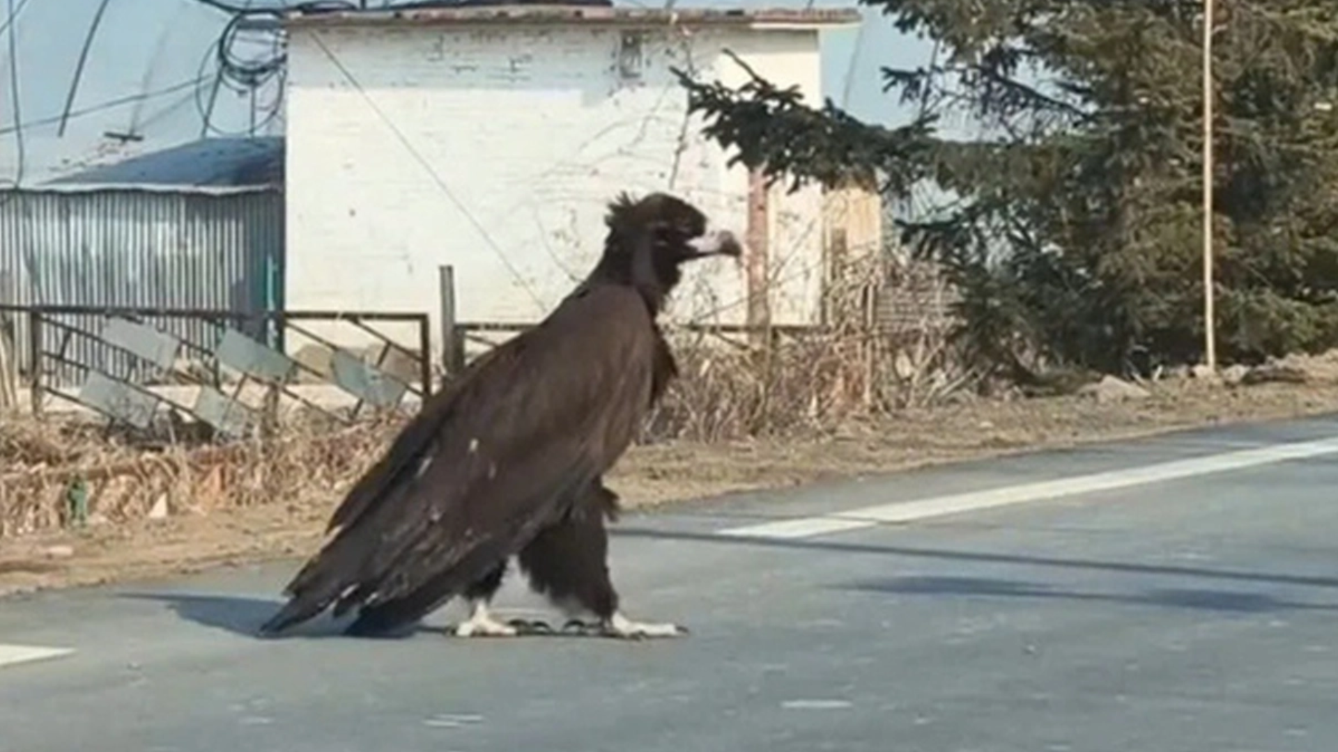 Chim khổng lồ cao gần 1 mét băng qua quốc lộ