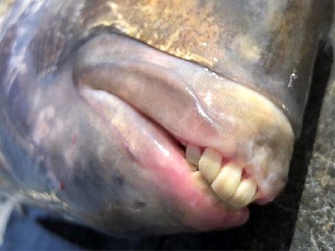 Sự thật về loài cá có răng như người
