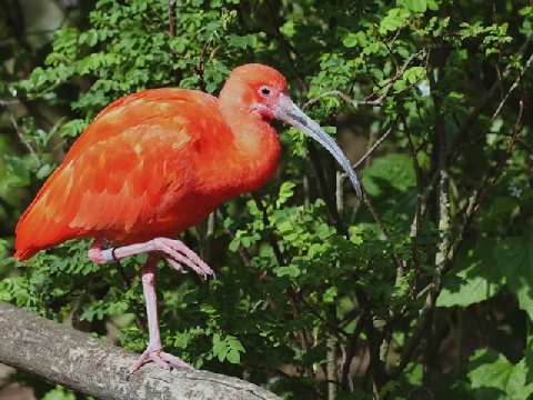 Loài chim lội nước duy nhất có màu đỏ cực kỳ độc đáo