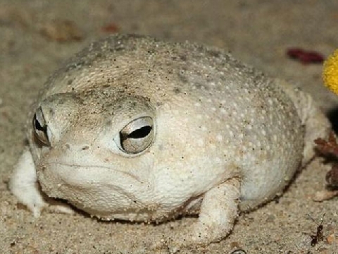 Chuyện lạ: Loài ếch kêu như chim sống trên sa mạc