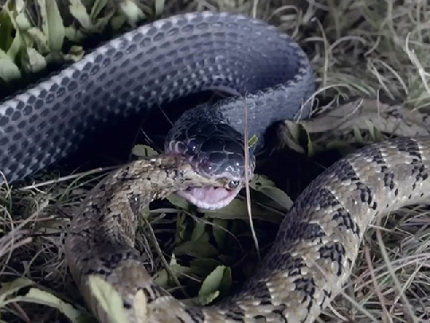 Cận cảnh loài rắn chuyên ăn thịt rắn kịch độc