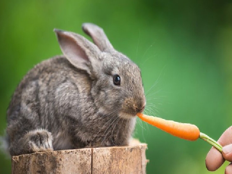 Chú thỏ ăn kẹo bông