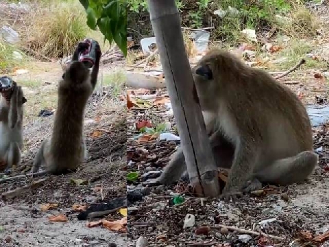 Đàn khỉ trộm bia uống cạn, say xỉn ngã vào thân cây