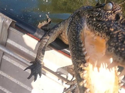 Thót tim: Cá sấu bất ngờ lao xuống hồ bơi tấn công du khách