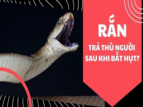 Sự thật khủng khiếp: rắn trả thù người sau khi bắt hụt?