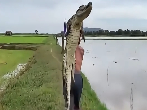 Người đàn ông bắt cá sấu dưới đầm đế chế biến món ăn siêu ngon