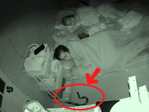 Rắn độc dài 2m bò vào phòng ngủ, bà mẹ ở TPHCM xử lý gây sốt