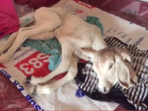 Bê hai đầu chào đời ở Thái Lan