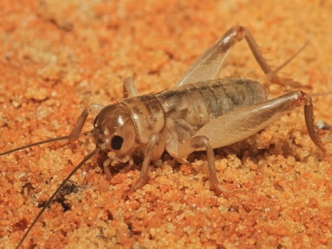 Rợn người với những loài động vật tự ăn bản thân