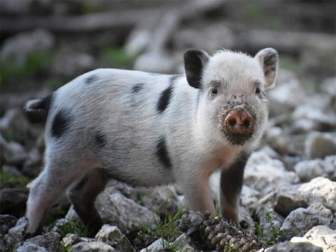 Phát hiện mới gây choáng váng, Lợn có thể thở bằng mông