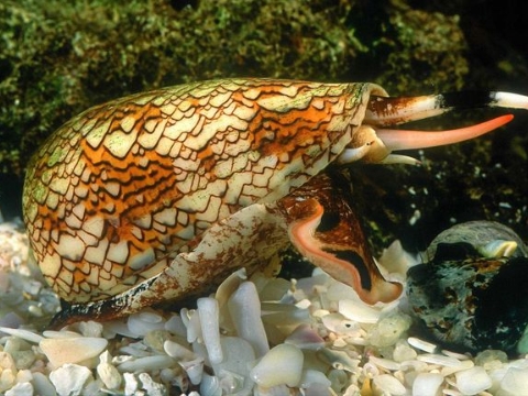 Chỉ một giọt nọc độc có thể giết chết 20 người, loài ốc nguy hiểm bậc nhất là đây