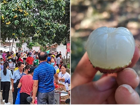 Chiêm ngưỡng cây vải quý 1.500 tuổi, giá mỗi quả 245.000 đồng