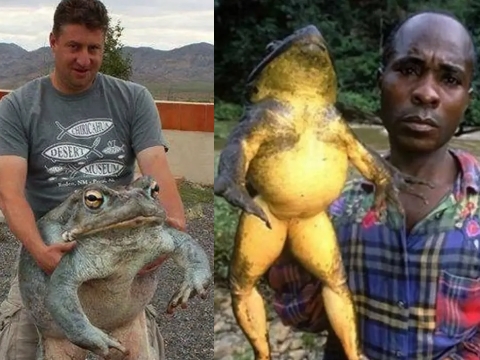 Kinh ngạc loài ếch khổng lồ dài 1m, nặng 8kg