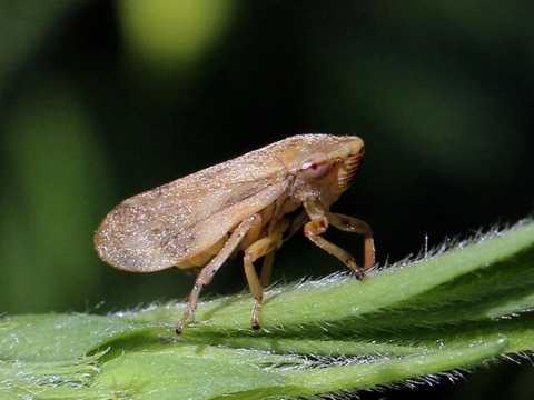 Loại côn trùng có thể hút chất lỏng từ khoảng cách 100m