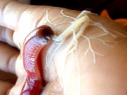 Kỳ lạ loài sinh vật ngoài hành tinh, ai nhìn thấy cũng phải rùng mình