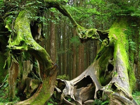 Bí ẩn khu rừng Tam giác quỷ Bermuda trên mặt đất