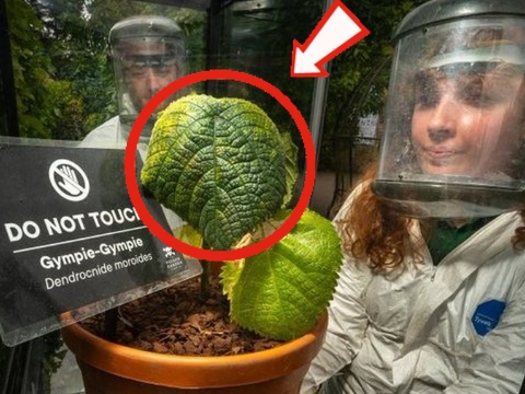 Đây là loài cây đáng sợ nhất thế giới, gây ra nỗi đau dữ dội