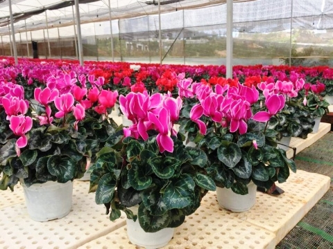 Cây độc 'Thần chết ẩn nấp' trong loài hoa nhút nhát luôn cúi gằm mặt