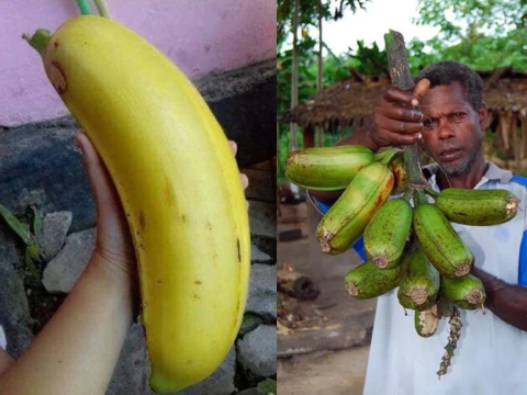 Choáng với giống chuối khổng lồ, thân cao chọc trời, quả to hơn đầu người