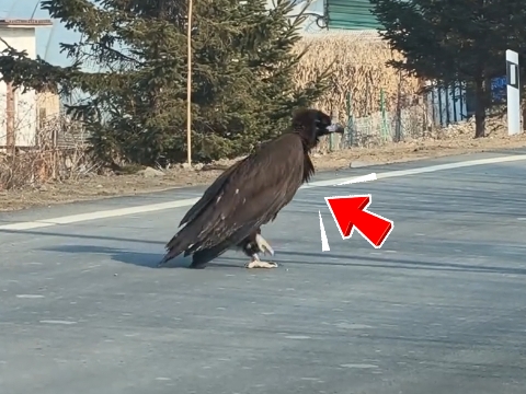 Chim khổng lồ cao gần 1 mét băng qua quốc lộ