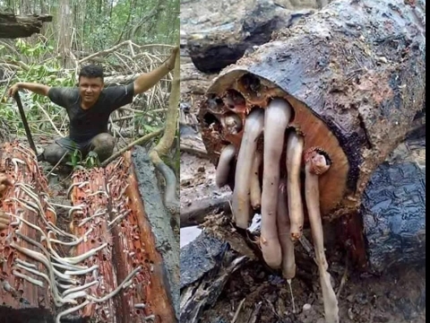 Sinh vật khổng lồ trốn trong thân gỗ khiến ai cũng phải khiếp sợ