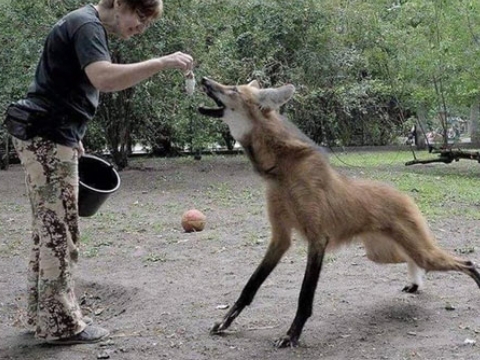 Chân dài 1 mét! Được gọi là sói thế nhưng lại thích ăn hoa quả