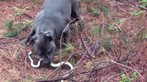 Chó Pitbull giết rắn độc, bảo vệ 2 em nhỏ