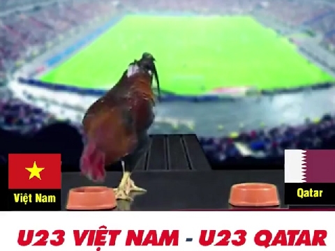 Gà "tiên tri" dự đoán U23 Việt Nam thắng U23 Qatar