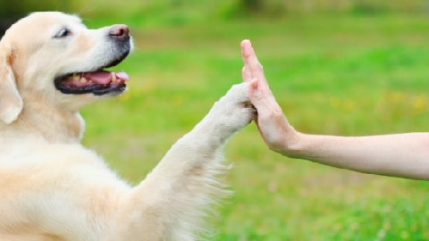 Mỹ: Dùng chó để giáo dục sự cảm thông
