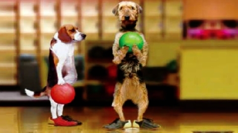Chú chó có biệt tài chơi Bowling