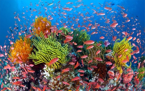 Sự kỳ diệu của rạn san hô Great Barrier