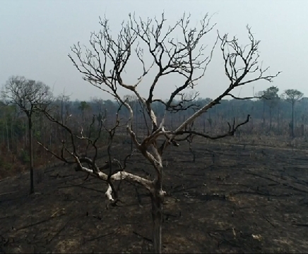 Những khoảng rừng Amazon bị lửa tàn phá