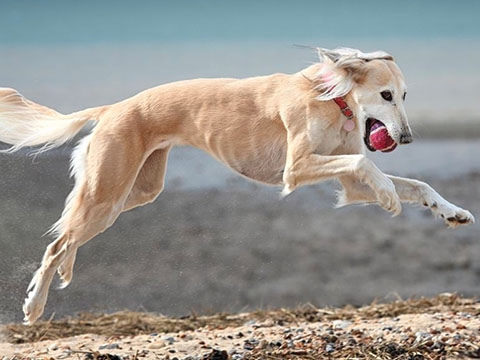 Giống chó săn có thể chạy 60 km mỗi giờ