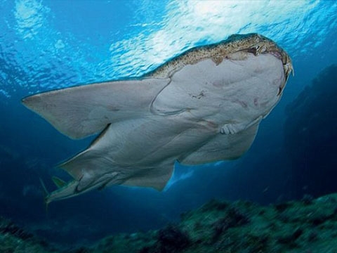 Loài cá mập siêu dẹt nhưng tấn công nhanh như điện