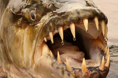 Điều gì xảy ra nếu không may rơi xuống hồ chứa loài cá ăn thịt