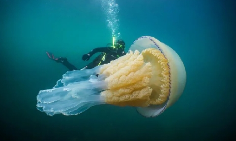 Bí ẩn nọc độc chết người của loài sứa khổng lồ chưa có lời giải